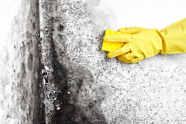 Best Residential Mold Remediation in Morenci, MI