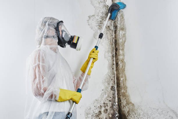 Best DIY Mold Remediation Support Services in Morenci, MI