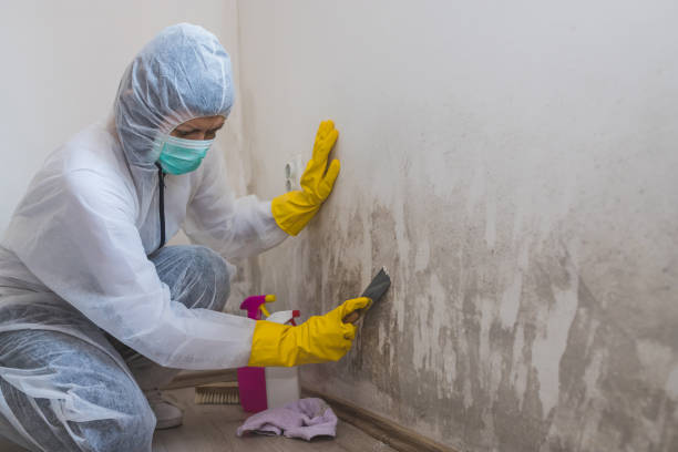 Best DIY Mold Remediation Support Services in Morenci, MI