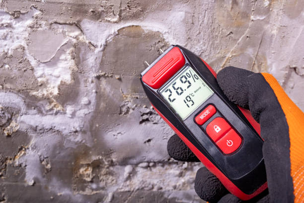 Best Residential Mold Remediation in Morenci, MI