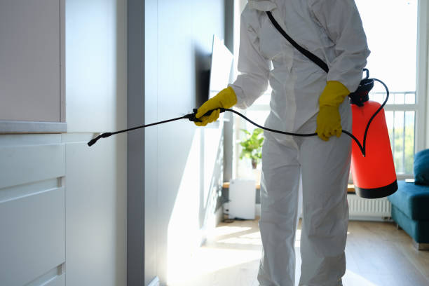 Best Post-Flood Mold Remediation in Morenci, MI