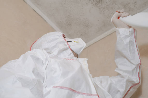 Best Residential Mold Remediation in Morenci, MI