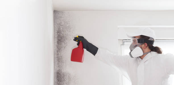 Best HVAC Mold Remediation in Morenci, MI