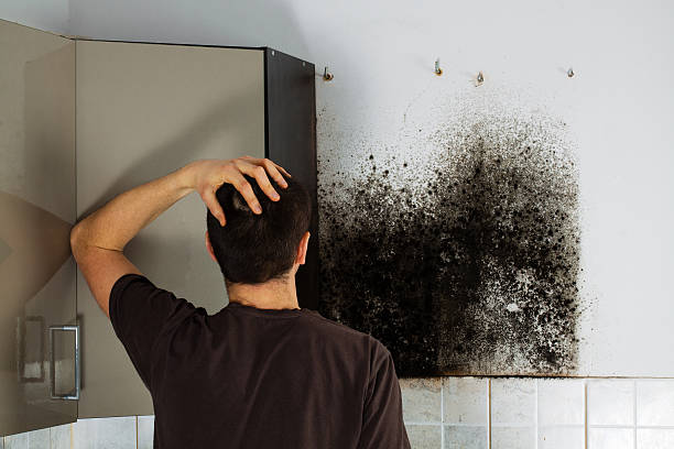Best Industrial Mold Remediation in Morenci, MI