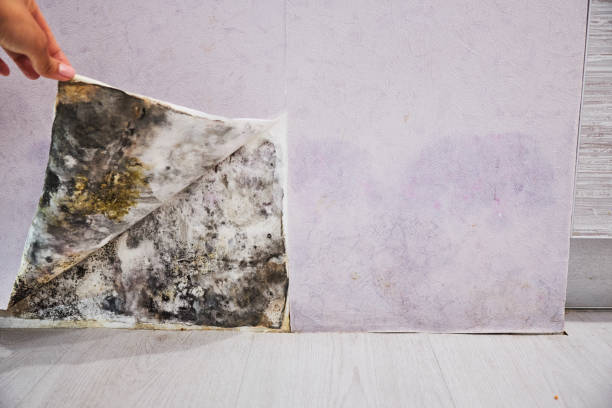 Best Black Mold Remediation in Morenci, MI